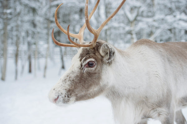 UNCOVERING NORTHERN WELLBEING: Reindeer yoga