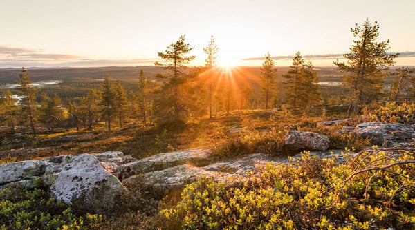 UNCOVERING NORDIC WELLBEING: FOREST THERAPY