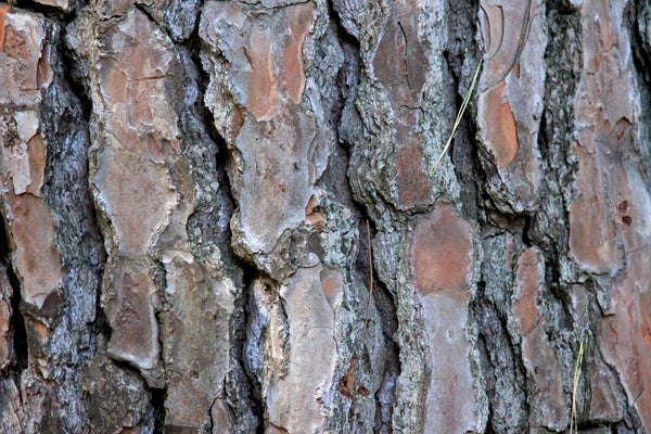 Science shows pine bark has 3 extraordinary skin benefits
